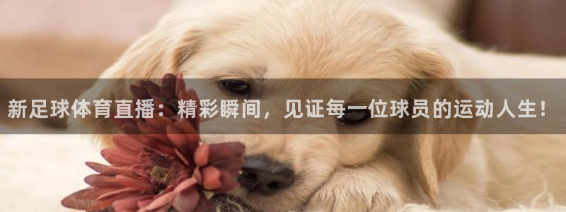 321体育直播：新足球体育直播：精彩瞬间，见证每一位球员的运动人生！