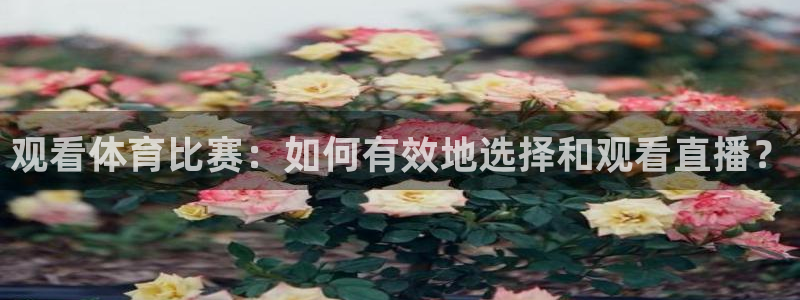 321体育免费直播